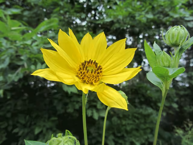 Giant sunflower, photo 1 of 5