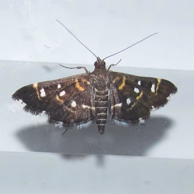 Harlequin Webworm Moth, Adulte