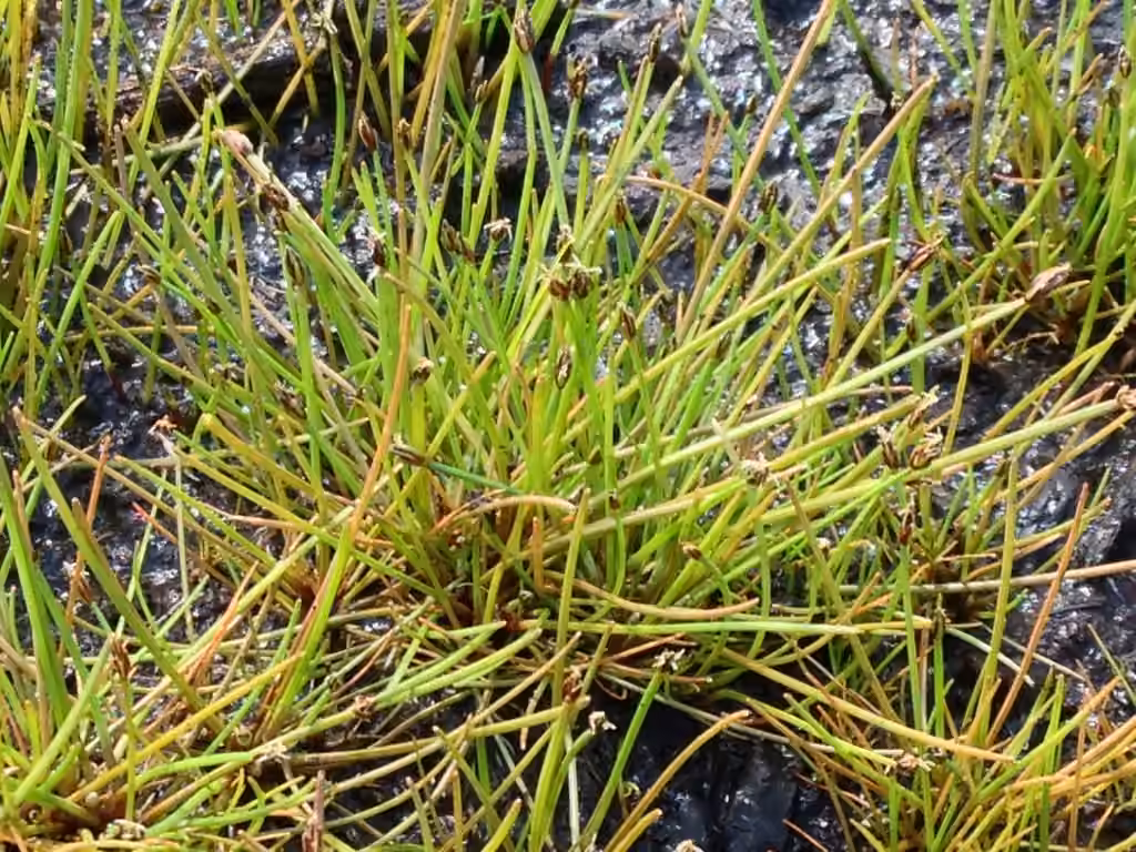 Éléocharide jaunâtre, photo 1 sur 5