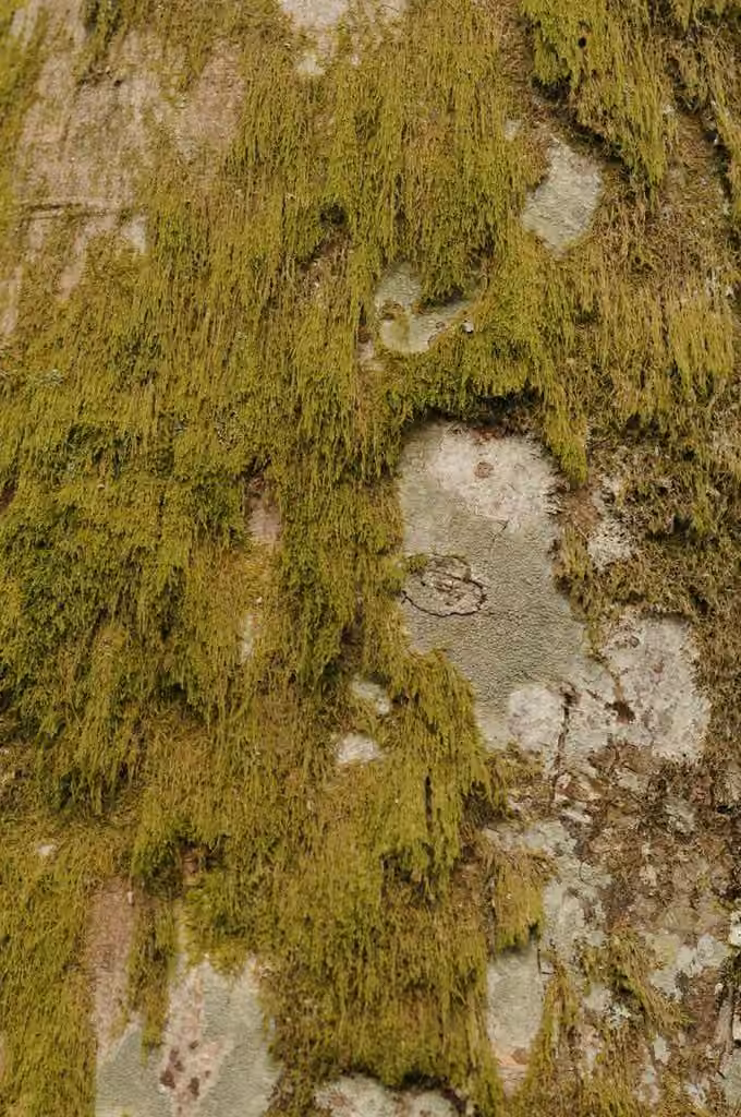 Mamillate Plait-moss, photo 2 of 2