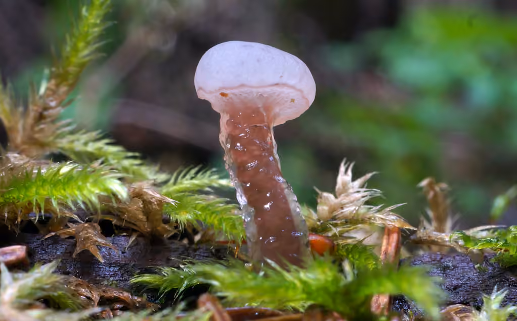 Neocudoniella albiceps, photo 2 sur 5