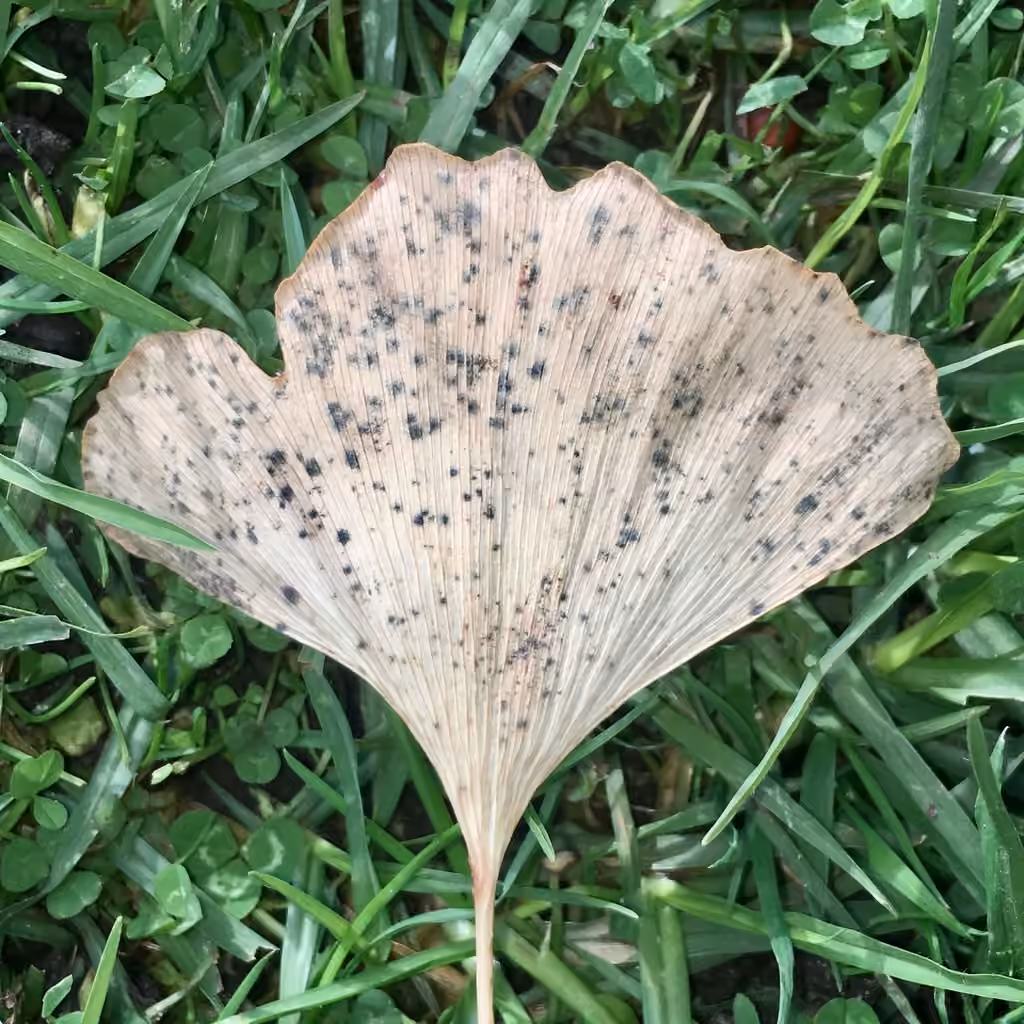 Ginkgo Spot