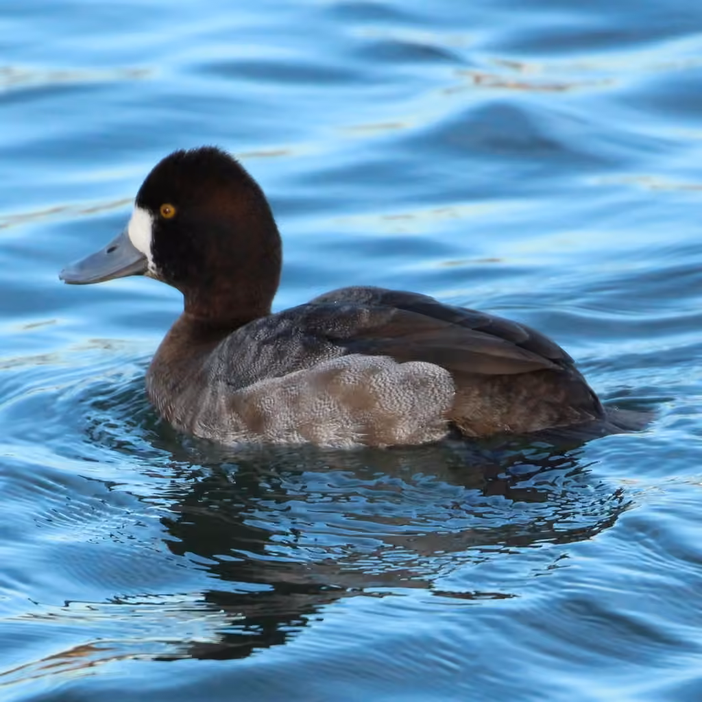 Lesser Scaup, Female
