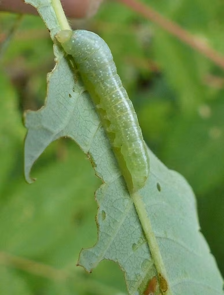 Dark Marathyssa Moth, photo 3 sur 5