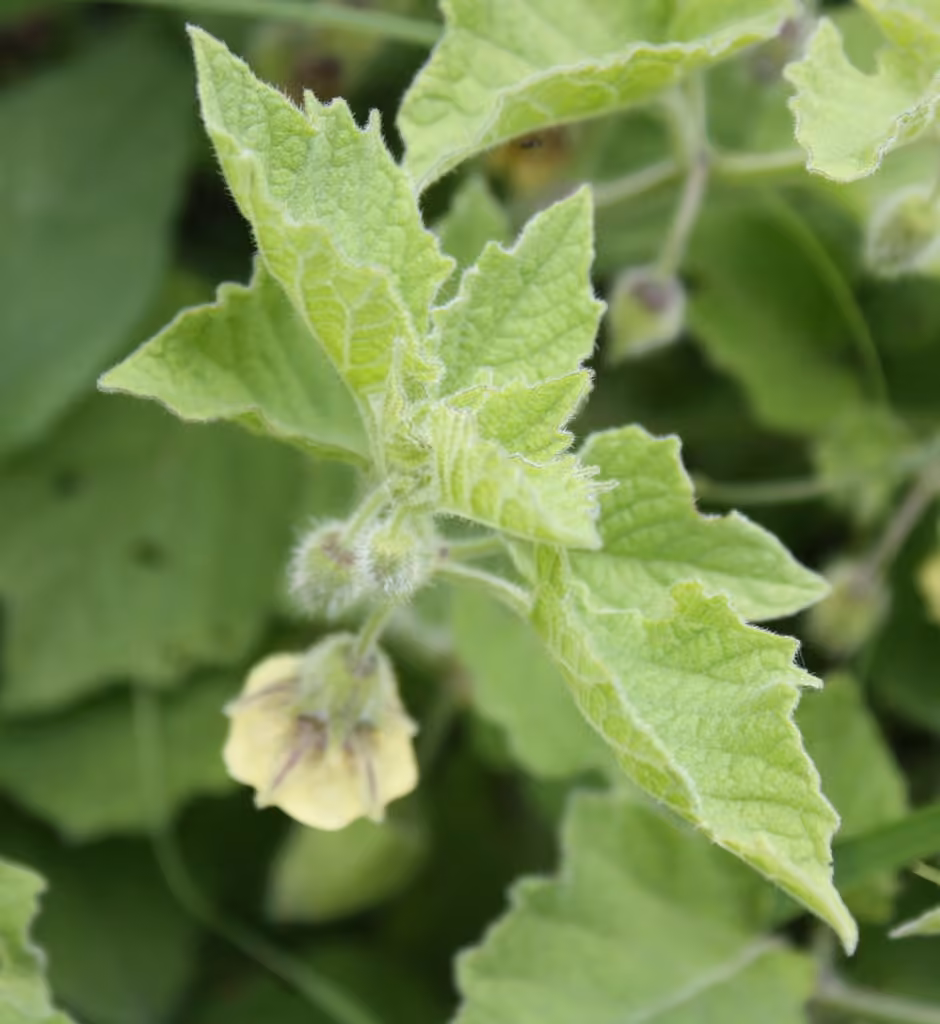 Clammy groundcherry, In flower