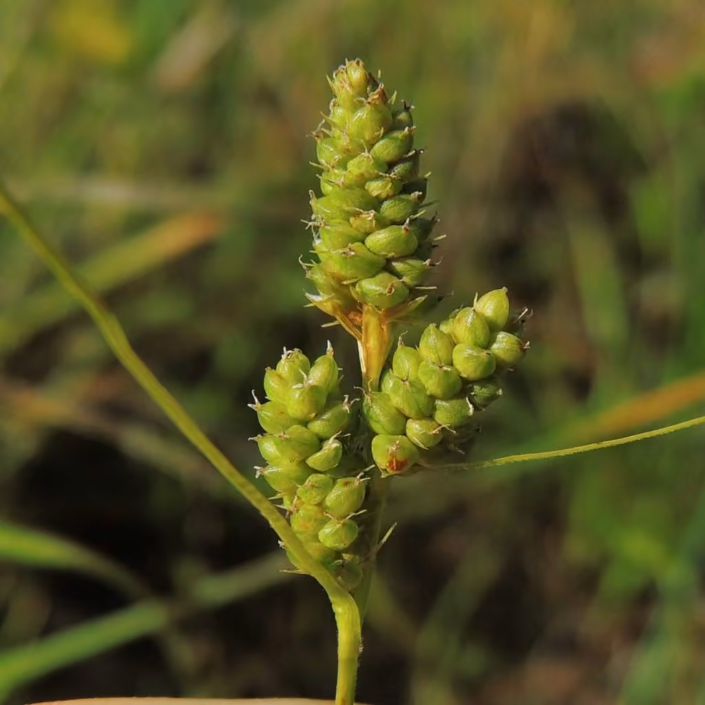 Carex hirsute, photo 1 sur 5