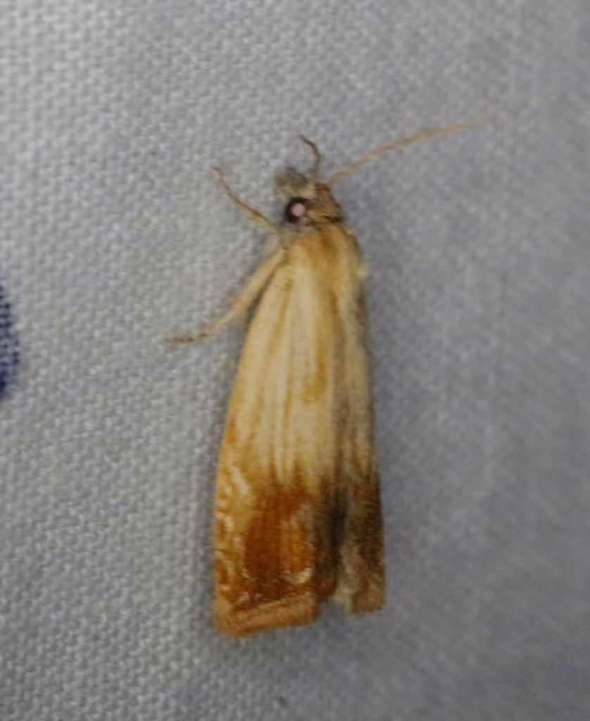 Smoky-striped Eucosma Moth, Adulte
