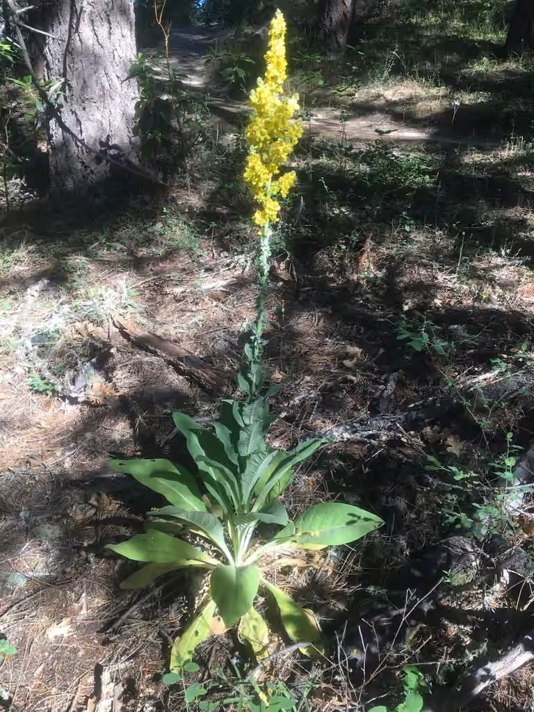 Molene splendide, En fleurs
