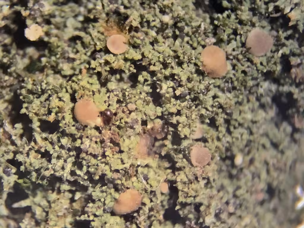 Mycobilimbia carneoalbida, photo 2 of 5