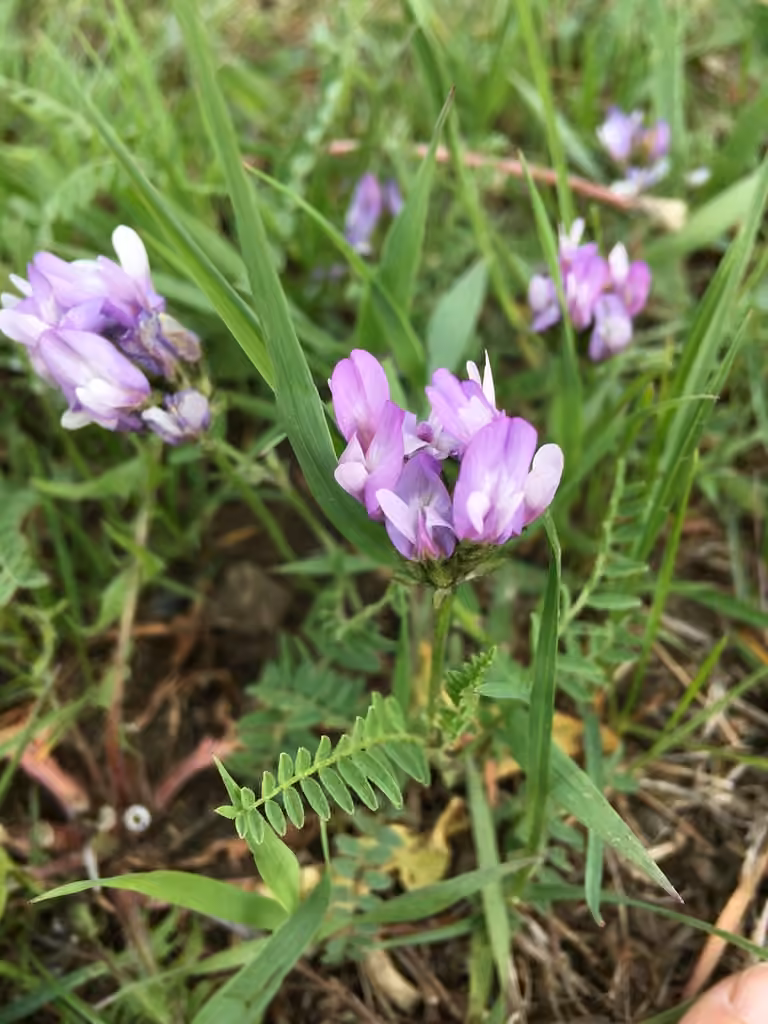field milkvetch, photo 1 of 5
