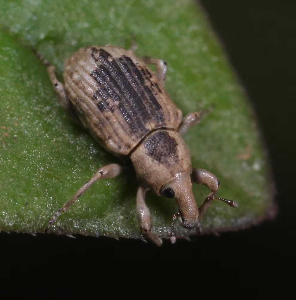 Rice water weevil, photo 1 of 5
