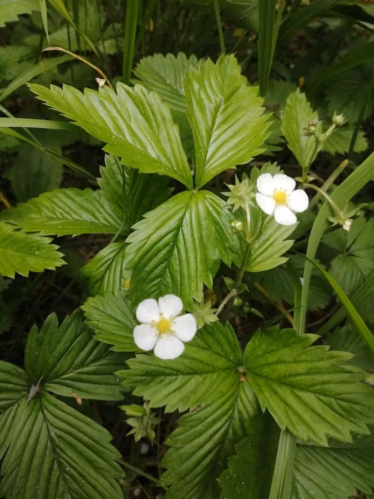 Fraisier des bois, photo 1 sur 5