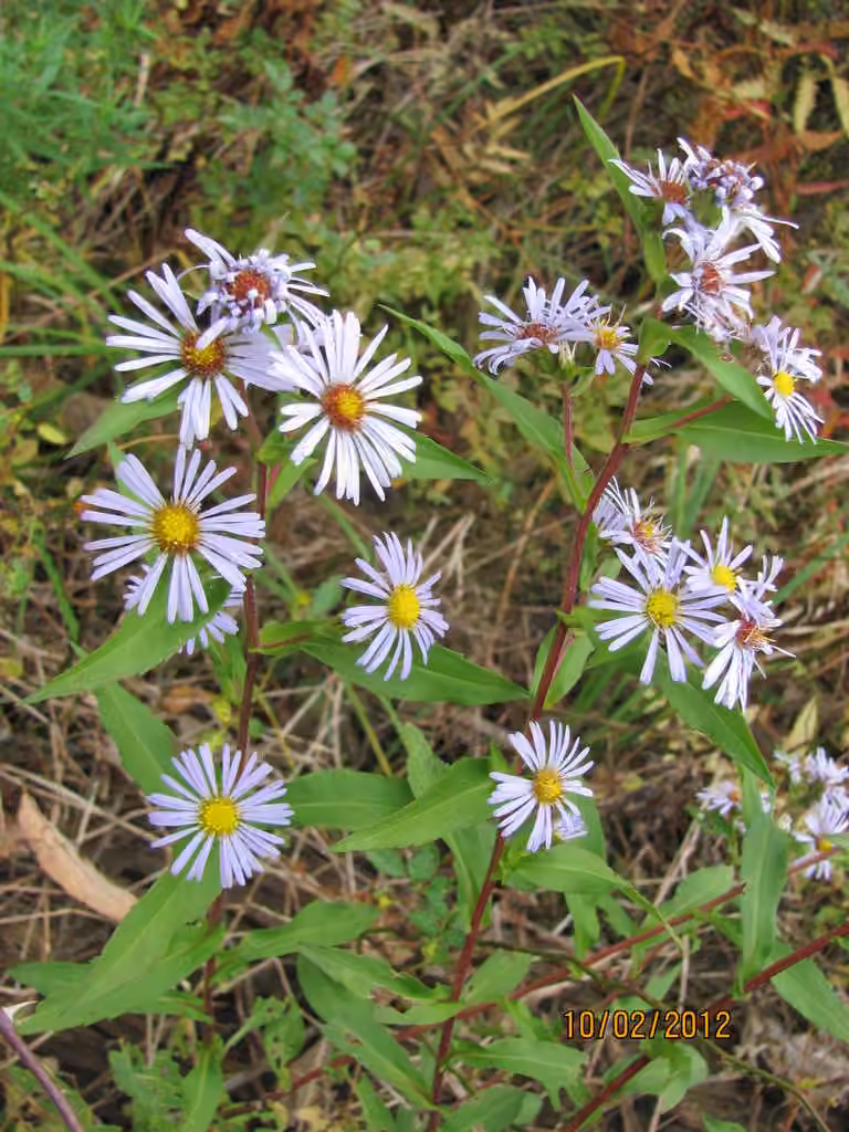 Aster ponceau, photo 1 sur 5