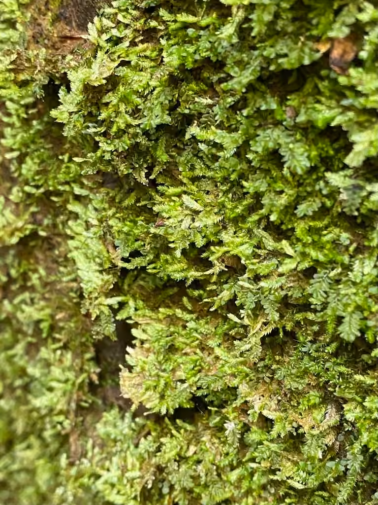 Mueller's isopterygiopsis moss, photo 2 of 5