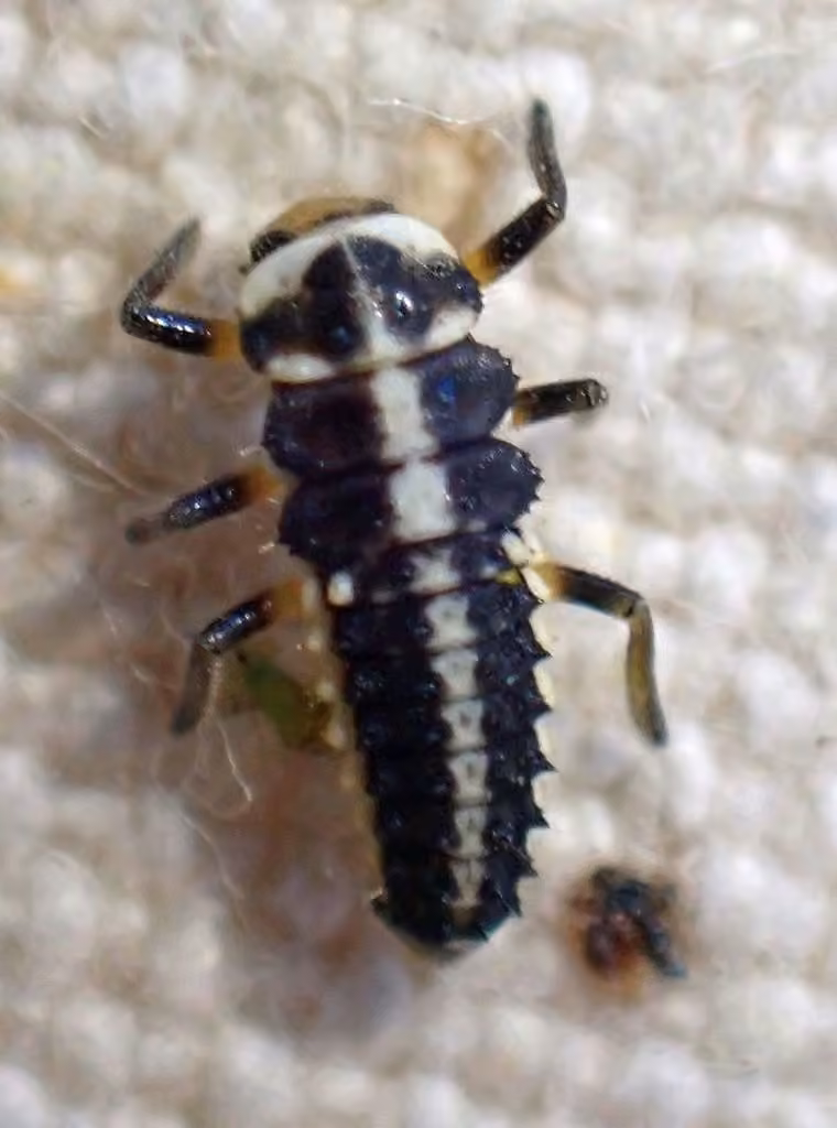 Painted Lady Beetle, Larva