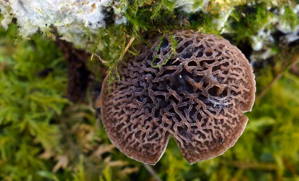 Veined Shield, photo 1 of 5
