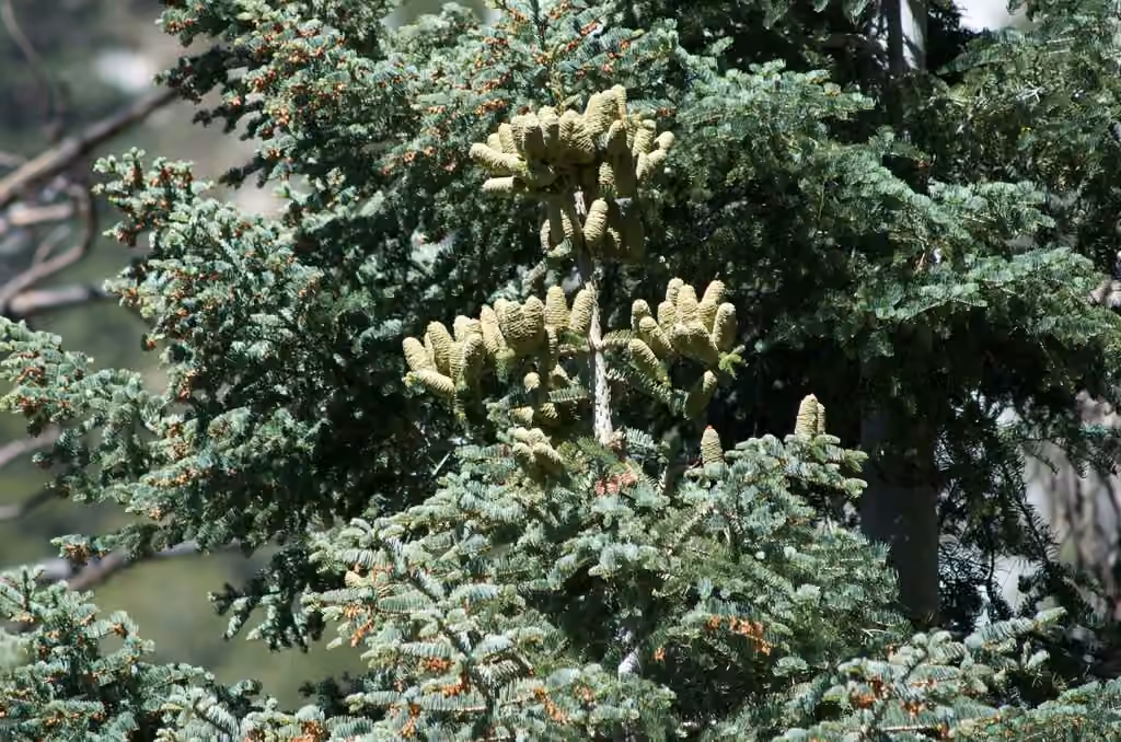 Sapin du Colorado, photo 2 sur 5