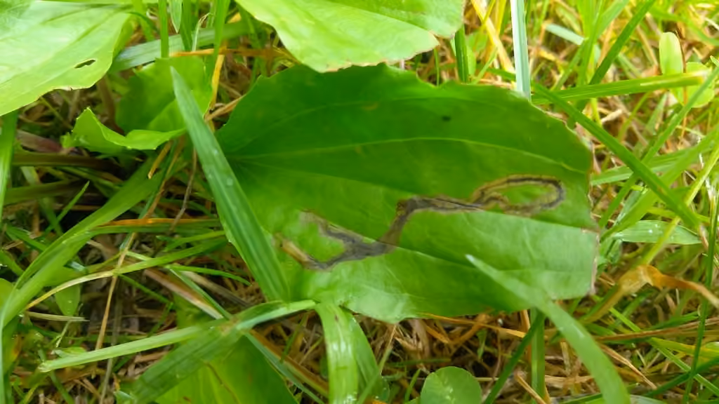 Galéruque des plantains du Nord, Larve