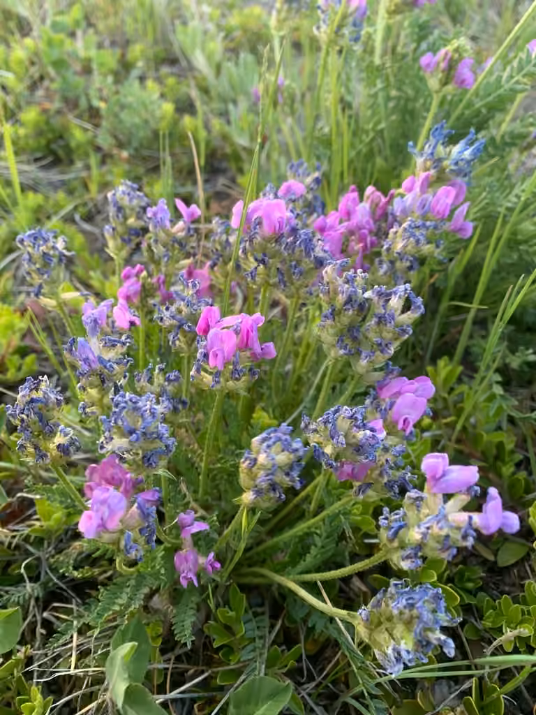 Boreal locoweed, In flower