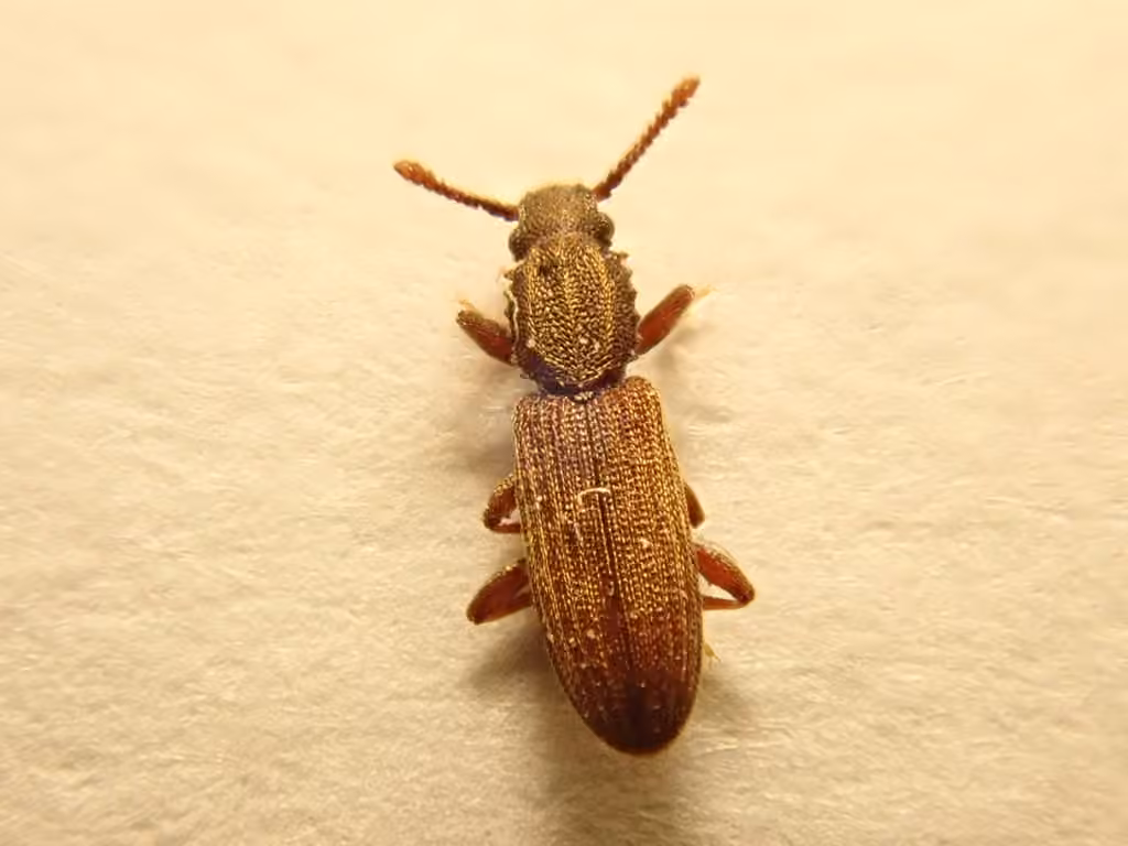 Cucujide des grains oléagineux, Adulte