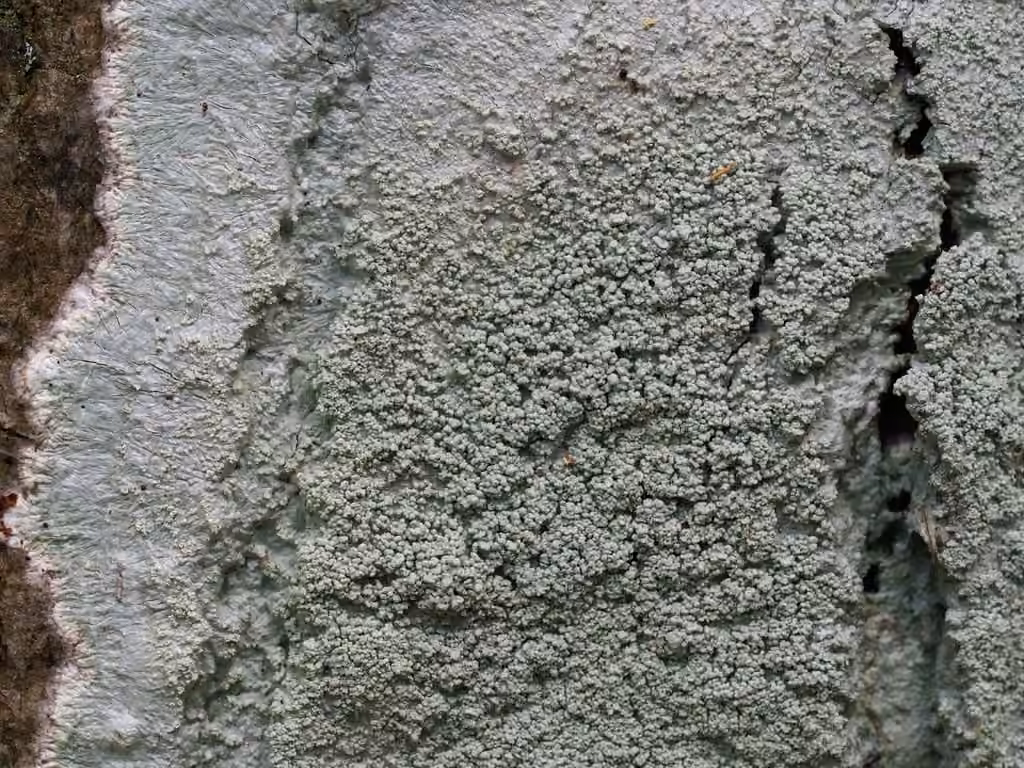 Loxospore pustulée, photo 1 sur 5