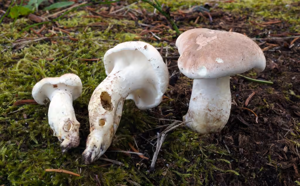 Polypore des brebis