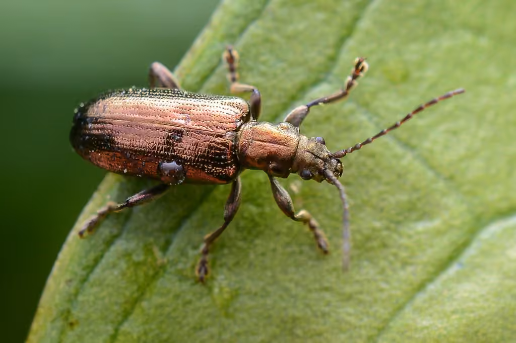 Lustrous reed beetle, photo 2 of 5