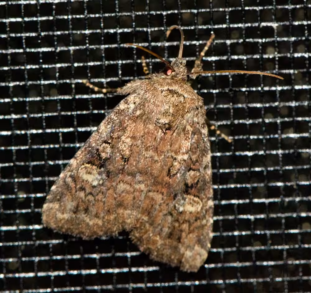 Goodell's Arches Moth, Adulte
