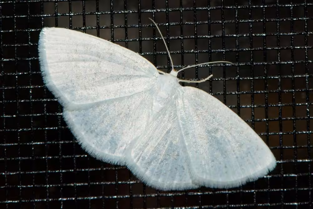 Vestal Moth, photo 1 of 5