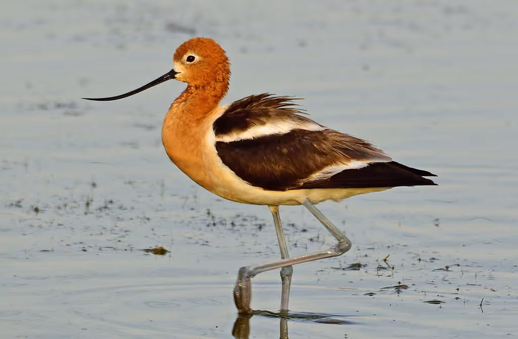 Avocette d'Amérique