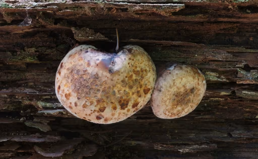 Dog's nose fungus, photo 2 sur 5