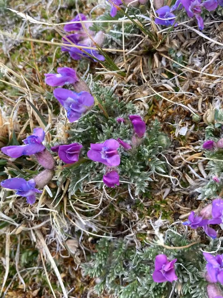 Stalkpod locoweed, In flower