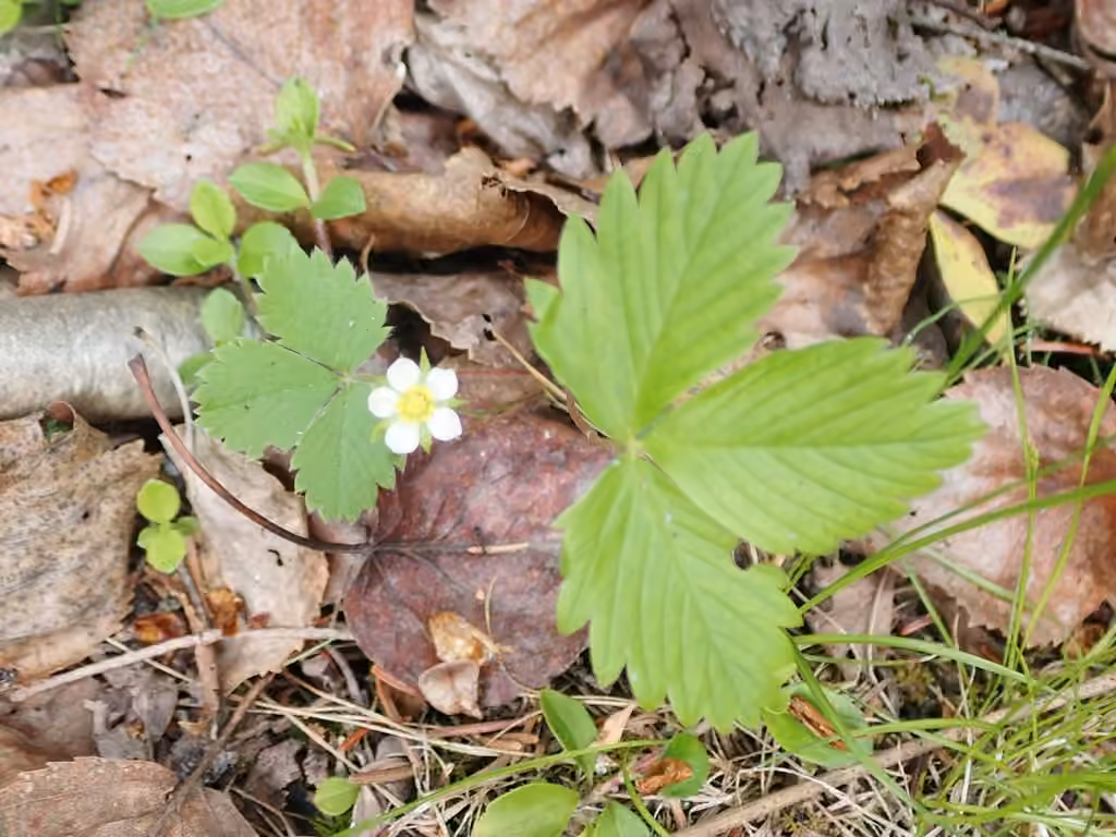 Fraisier des bois, En fleurs