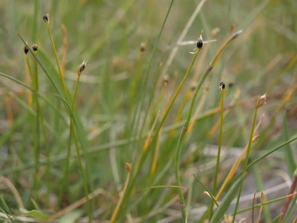 Rolland's bulrush, photo 3 of 5