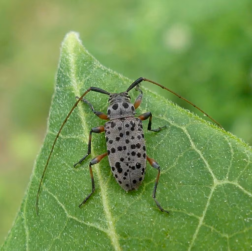 Spotted Longhorn Beetle, photo 3 of 5