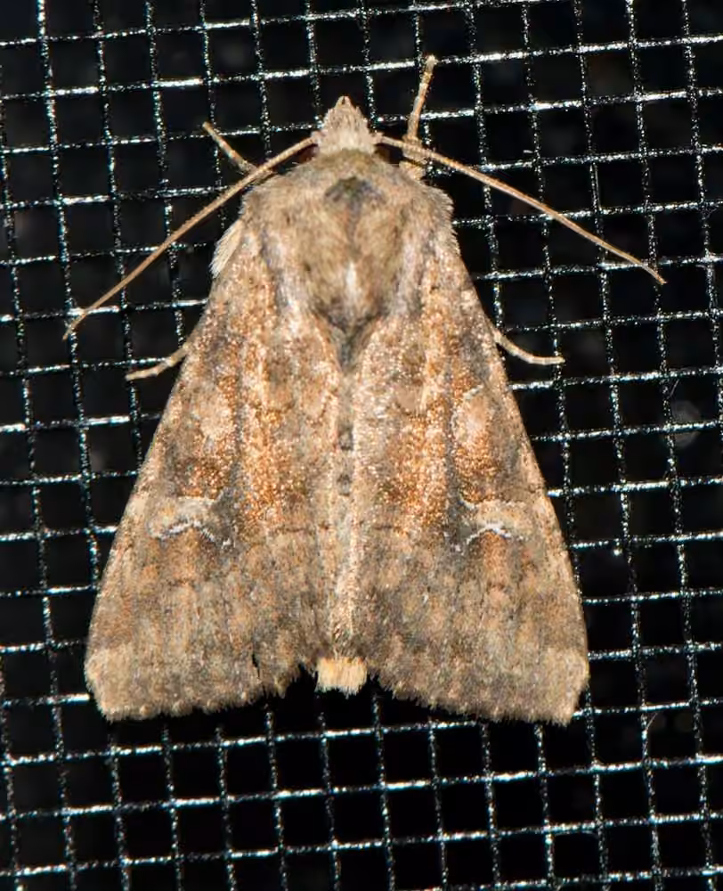 Small Brocade, photo 1 sur 5