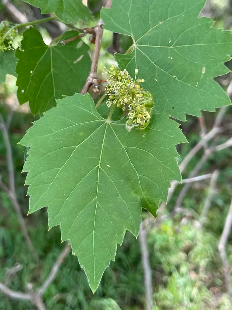 Riverbank grape, In flower