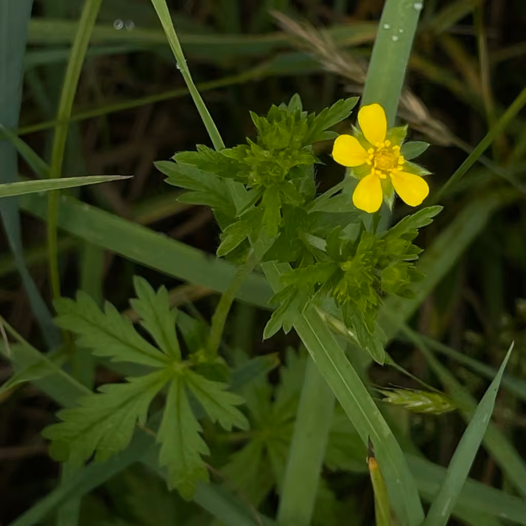 Potentille intermédiaire, En fleurs