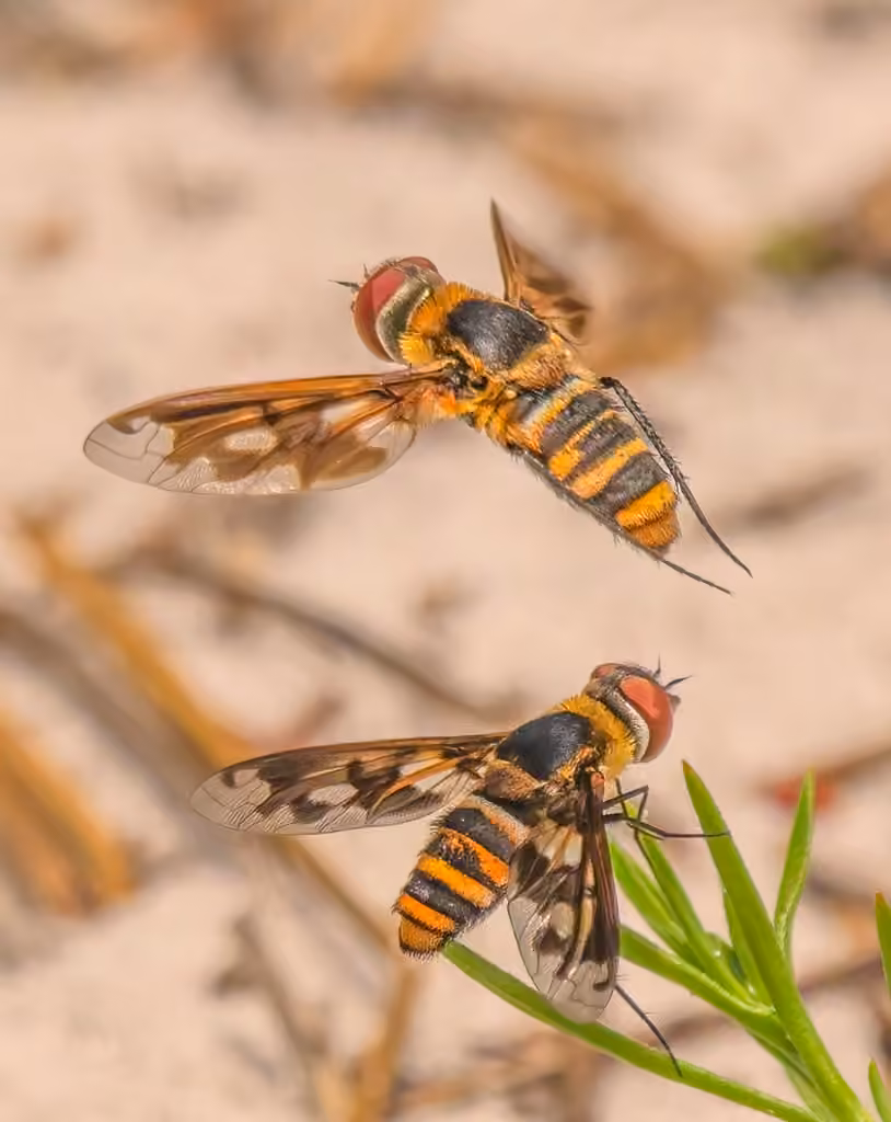 Band-winged Bee Fly, Adult