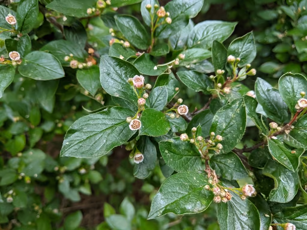 Shiny cotoneaster, In flower