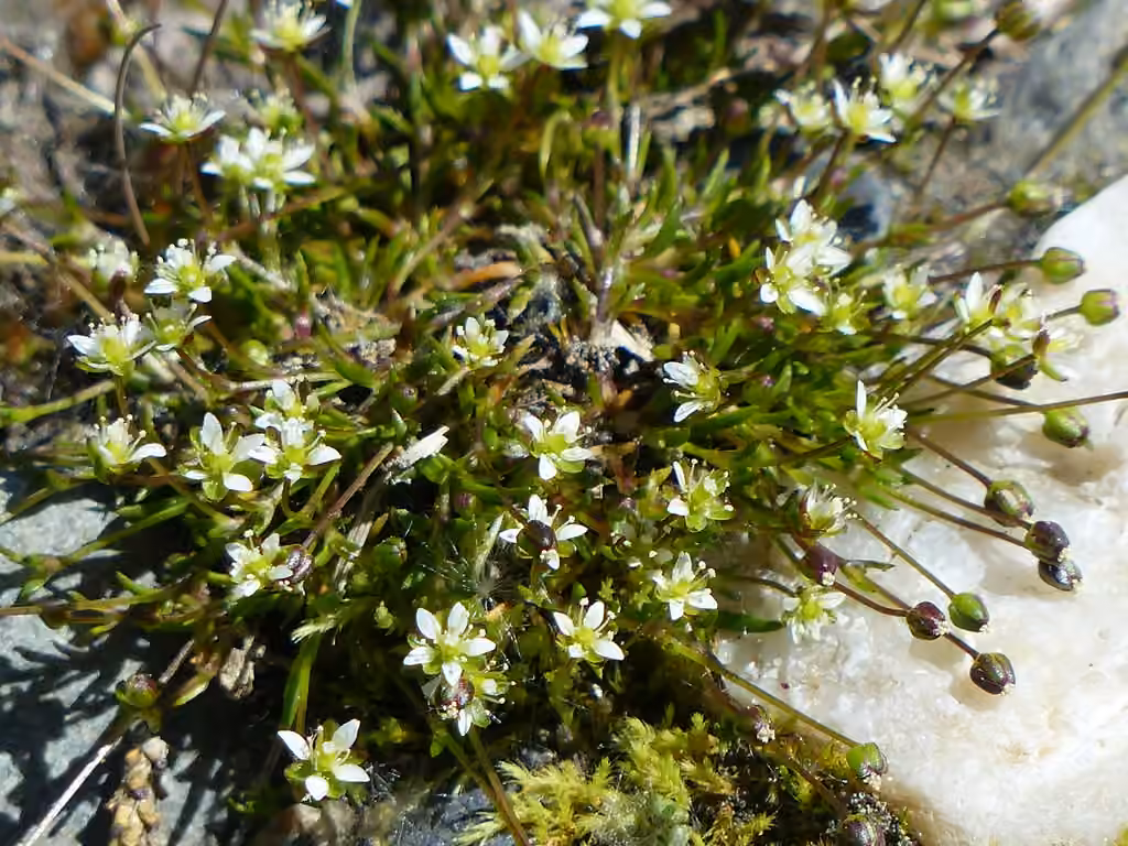 Sagine des neiges, photo 3 sur 5