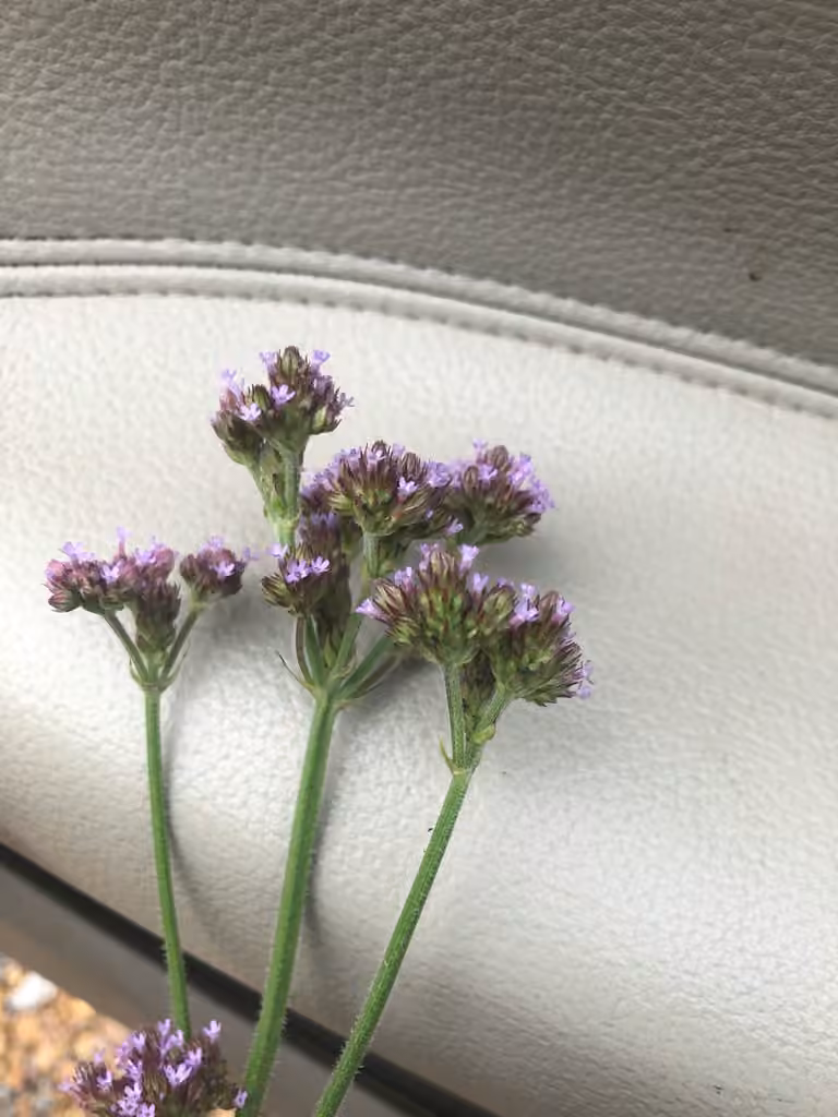 Verveine échevelée, En fleurs
