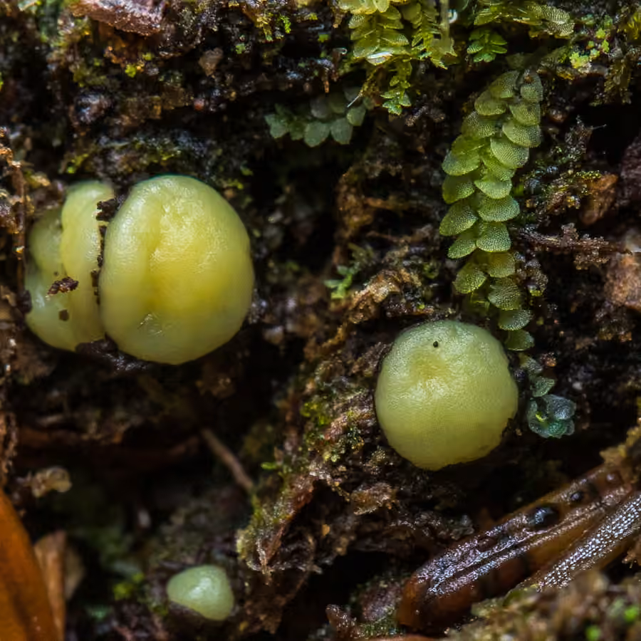 Podophacidium xanthomelum