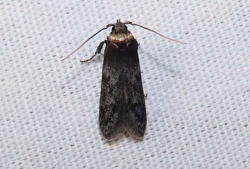 Asaphocrita aphidiella, Adulte