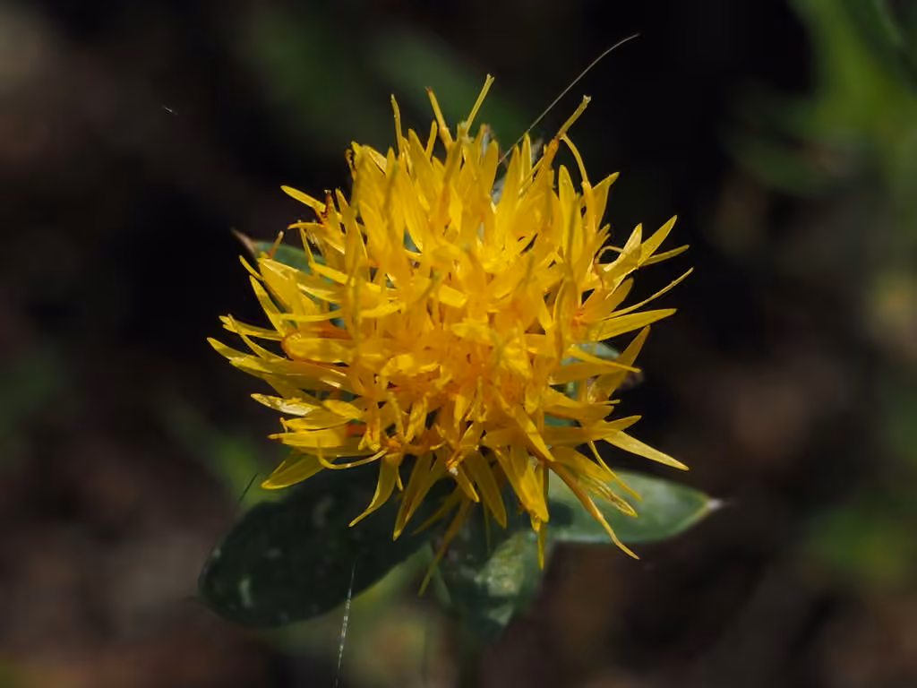 Safflower, photo 1 of 5