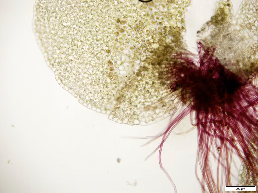 Transparent Flapwort, photo 3 of 5