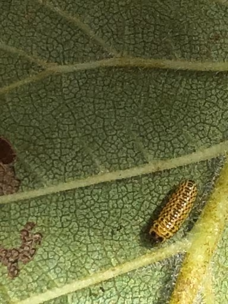 Elm Leaf Beetle, Larva