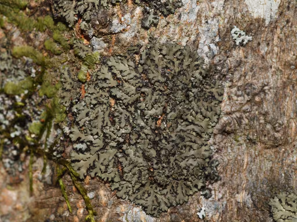 Orange-cored Shadow Lichen, photo 3 of 5