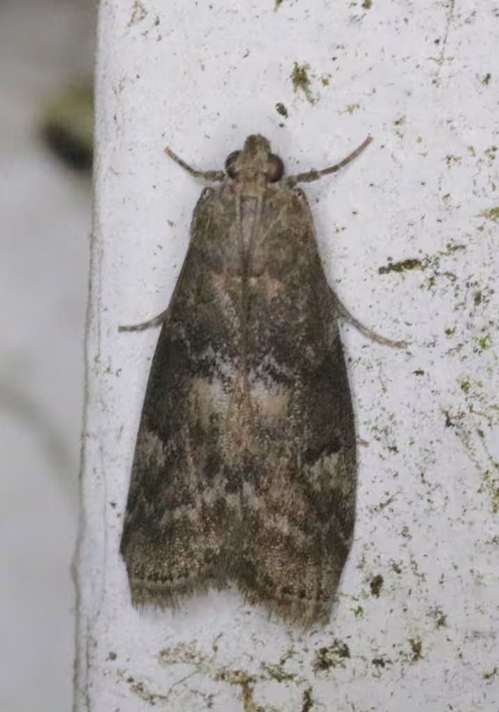 Engel's Salebriaria Moth, Adult