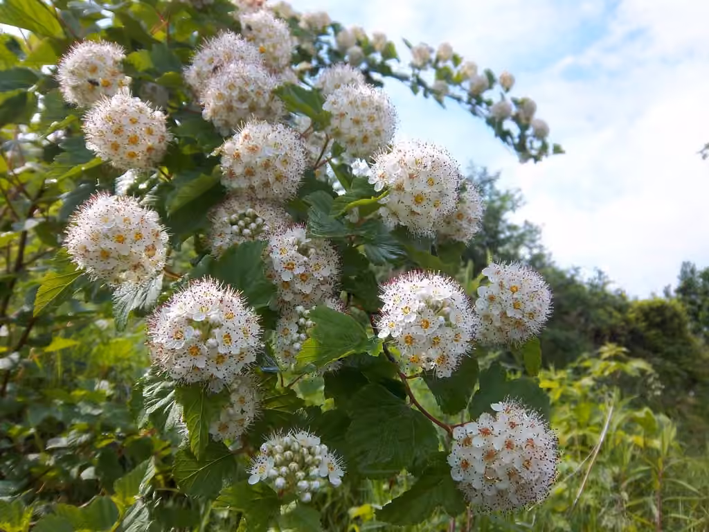 Physocarpe à feuilles d'obier, En fleurs